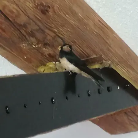„Lebenslust“ Appartement Möggers Buitenkant foto